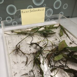 https://awp.nu/wp-content/uploads/2018/09/5.-2026-06-26-determinatie-waterplanten-bij-Aquon-300x300.jpg